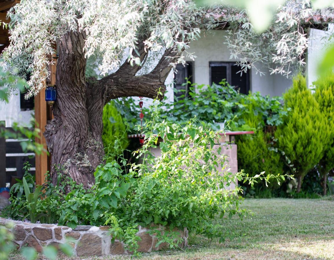 Villa Menie - Golden Fig Sykia Lodge Paralia Sikias Exteriör bild